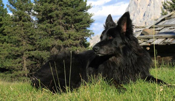 Hund Haustier -> Hund in der Natur 2011