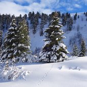 winterlandschaft und spuren im schnee am weg rodelbahn molignon saltria seiseralm