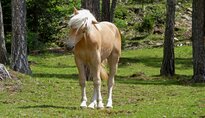 Pferde Reiten Haflinger Völs