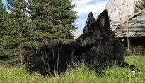 Hund Haustier -> Hund in der Natur 2011