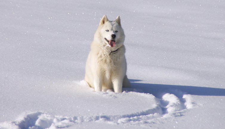 Hund Schnee Husky frederic poglio pixabay cc publicdomain