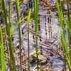 La purezza delle acque e la naturalezza dell’ambiente rendono il laghetto un habitat ideale per molte specie animali - &copy; at