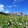 Im Fr&uuml;hsommer bl&uuml;ht die Seiser Alm auf. Foto: AT, &copy; Peer