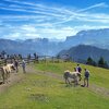 Der Puflatsch ist ein Tafelberg, der zwischen Kastelruth, der Alm und dem Gr&ouml;dnertal liegt. Auf dem Plateau befinden sich ausgedehnte Wiesen und Weiden. Foto: AT, &copy; Peer