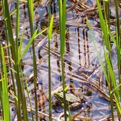 voelser weiher frosch