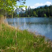 voelser weiher schilf