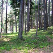 wald baum baeume nahe voelser weiher