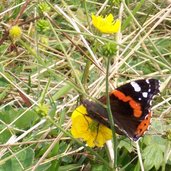 seiser alm schmetterling