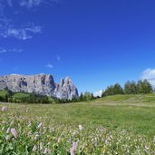 blumenwiese fruehling seiser alm und schlern