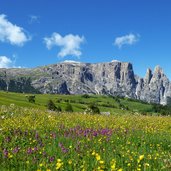 blumenwiese fruehling seiser alm und schlern