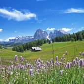 seiser alm blumenwiese wegerich sicht auf langkofel plattkofel