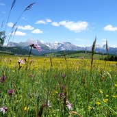 seiser alm blumenwiese und geisler dolomiten artenvielfalt