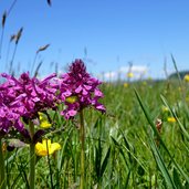 seiser alm blumenwiese nahaufnahme