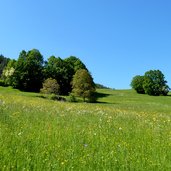 wiesen am oachner hoefeweg bei proesler ried