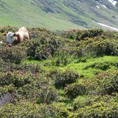 seiser alm kuh kuehe bei pseirersenne