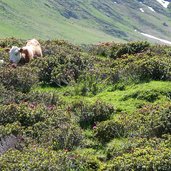 seiser alm kuh kuehe bei pseirersenne