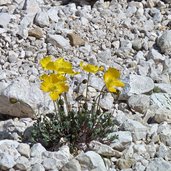 langkofel alpenmohnblume