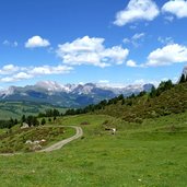 seiser alm alpenrosen bei pseirersenne