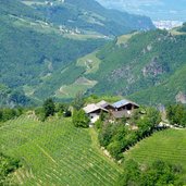 weinbau bei voelser aicha ober tiersertal