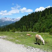 seiser alm pferde haflinger