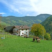 tomines oder tamines hof buschenschank bei tagusens