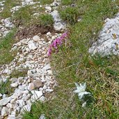 edelweiss stella alpina