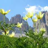 anemonen vor plattkofel grohmannspitze fuenffingerspitze und langkofeleck