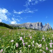 blumenwiese fruehling seiser alm und schlern