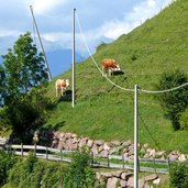 kuehe auf steilem gelaende weg nr marinzen kastelruth