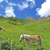 haflinger pferde seiser alm und rosszaehne