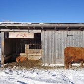 hochlandrinder bei tuffalm