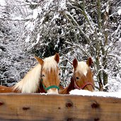 pferde im winter schnee