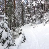 tiers weg b winterwald viel schnee