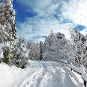 tiers winterwald weg nr richtung wuhnleger viel schnee