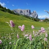 schlern und seiser alm wiesen