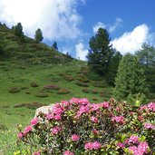 alpenrosen bei almrosenhuette