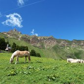 haflinger pferde bei dialersee rosszaehne