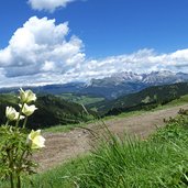 schwefelanemonen seiser alm