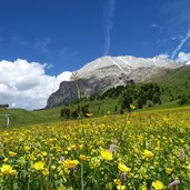 blumenwiese unter plattkofel