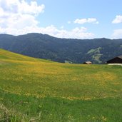 Loewenzahnwiese Schoenblick Tschafonhuette