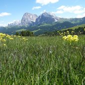 RS seiseralm blumen langkofel plattkofel