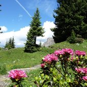 RS seiser alm weg dialersee zallingerhuette alpenrosen