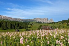 seiser alm panorama blumen