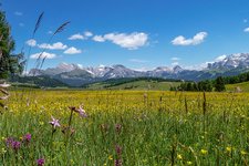 seiser alm blumenwiese und dolomiten