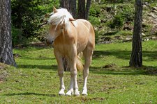 seiser alm pferde reiten