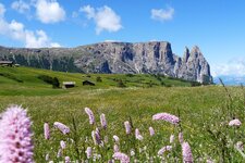 blumenwiese fruehling seiser alm und schlern b