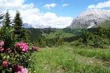 RS seiser alm plattkofel alpenrosen