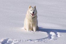 Hund Schnee Husky frederic poglio pixabay cc publicdomain