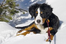 Hund schnee bernese wernerbrigitte pixabay cc publicdomain