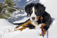 Hund schnee bernese wernerbrigitte pixabay cc publicdomain